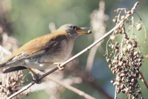 シロハラ2025年2月9日ハゼノキの実を食べる