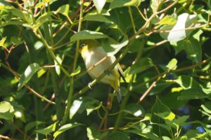 メジロ20250209上野恩賜公園