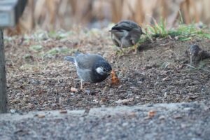 ムクドリ20250209上野不忍池