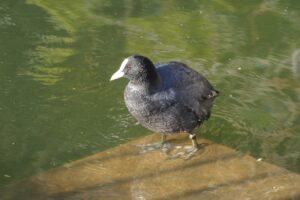 オオバン2025年2月2日上野不忍池