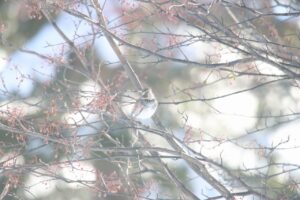 ツグミ2025年2月16日アズキナシの実