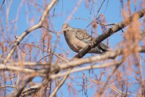 キジバト20250209上野不忍池