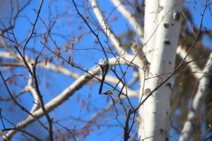 シマエナガ2025年2月16日