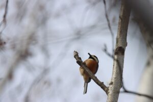 ヤマガラ2025年2月2日