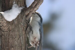 ゴジュウカラ2025年2月24日
