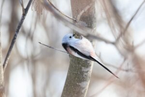 シマエナガ2025年2月24日