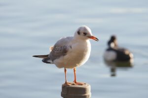 ユリカモメ2025年2月2日