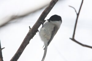 ハシブトガラ2025年2月2日