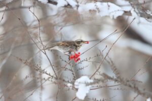 ツグミ2025年2月2日ナナカマドの実を食べる