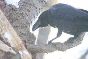 ハシブトガラス2025年2月15日