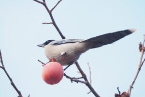オナガ20250209上野不忍池１羽カキ