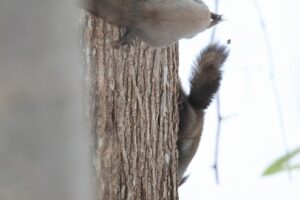 エゾリス2025年3月23日3追いかける