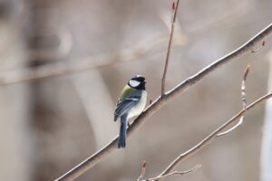 シジュウカラ2025年3月30日