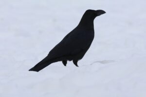 ハシブトガラス2025年3月23日