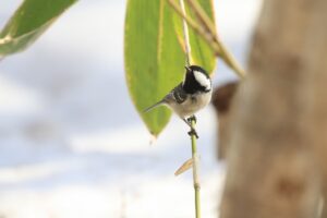 ヒガラ2025年3月23日
