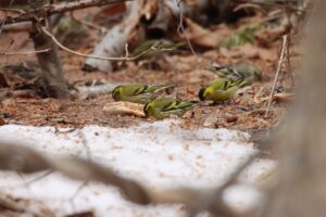 マヒワ2025年3月30日1雄地面