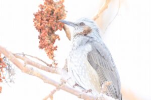 ヒヨドリ2025年3月23日ヌルデの実を食べる