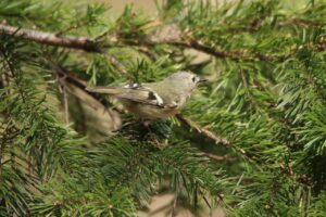 キクイタダキ2025年3月9日