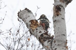 オオアカゲラ雌2025年3月30日