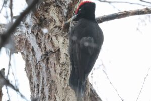 クマゲラ雄2025年3月30日