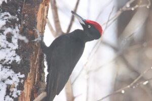 クマゲラ雄2025年3月2日