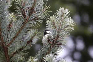 ヒガラ2025年3月9日