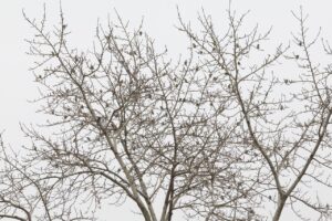 マヒワ2025年3月30日3群れ