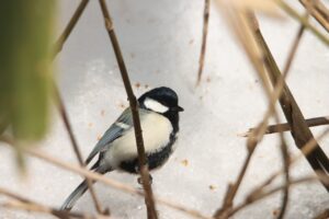 シジュウカラ2025年3月2日