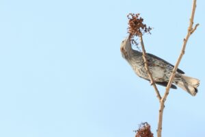 ヒヨドリ2025年3月2日ヌルデの実を食べる