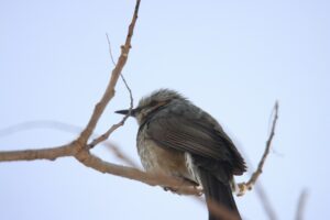 ヒヨドリ2025年3月9日