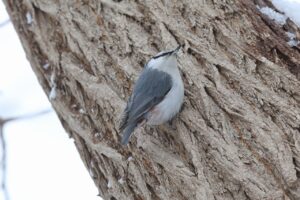 ゴジュウカラ2025年3月30日亜種シロハラゴジュウカラ