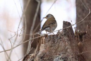 シロハラ2025年3月23日ミュンヘンの森にて