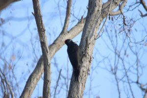 クマゲラ雌20253月9日2