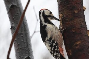 オオアカゲラ雄2025年3月30日