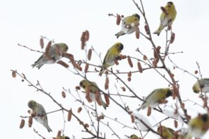 マヒワ2025年3月17日1