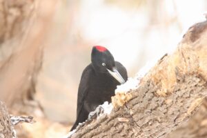 クマゲラ雌2025年3月9日