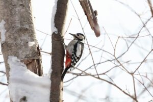 アカゲラ雌2025年3月8日