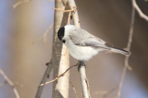 ハシブトガラ2025年3月9日