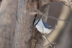 ゴジュウカラ2025年3月17日
