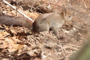 エゾリス2025年3月30日