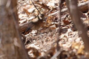 シロハラ2025年3月30日2地面の落ち葉をひっくり返す