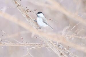 ハシブトガラ2025年3月2日