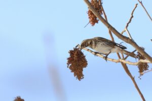 ツグミ2025年3月2日ヌルデの実を食べる