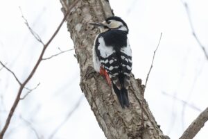 アカゲラ雌2025年3月23日