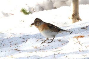 アトリ雌2025年3月2日