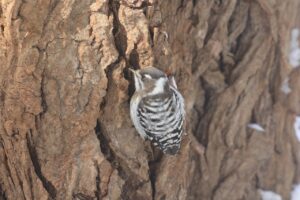 コゲラ2025年3月2日