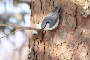 ゴジュウカラ2025年3月9日