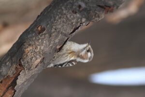 コゲラ2025年3月30日