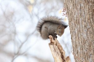 エゾリス2025年3月23日2見守る