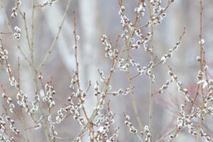 バッコヤナギの芽ぶき2025年3月17日